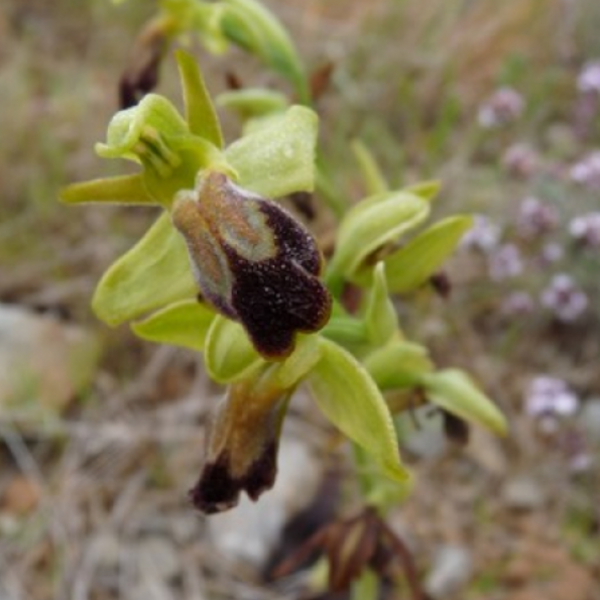 Ophrys bilunata ou lupercalis